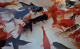 金魚(yú)圖片