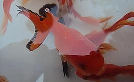 金魚(yú)圖片