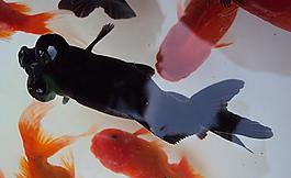 金魚圖片