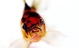 金魚圖片
