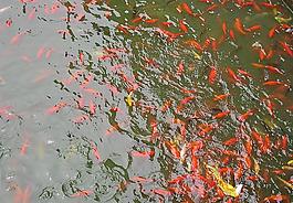 北海水池鯉魚圖片