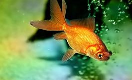 金魚圖片