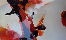 金魚圖片