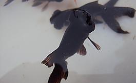 金魚(yú)圖片