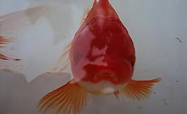 金魚(yú)圖片