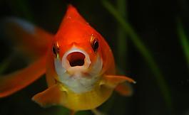 金魚圖片