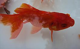 金魚(yú)圖片