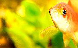 金魚圖片