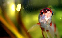 金魚圖片