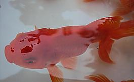 金魚(yú)圖片