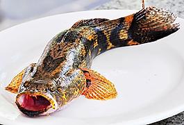淡水魚之王 沙蚌魚圖片