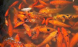 魚圖片