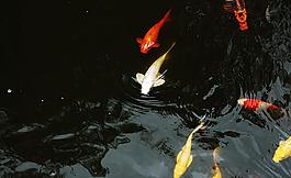 觀賞魚圖片