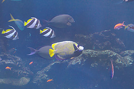 魚