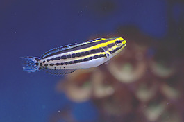 小型魚類