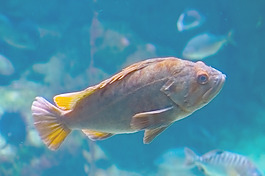 魚形象