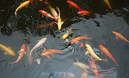觀賞魚圖片