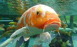 觀賞魚圖片