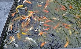 五彩鋰魚圖片