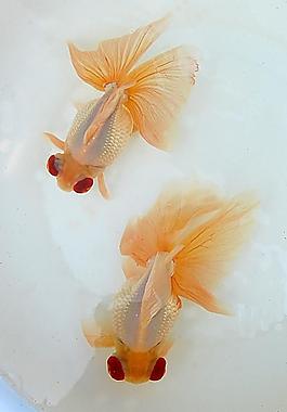 金魚1圖片