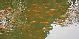 公園湖區(qū)觀賞魚魚群圖片