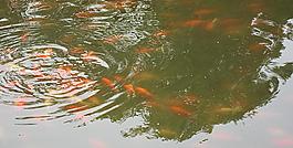 公園湖區(qū)觀賞魚魚群圖片
