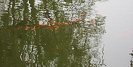 公園湖區(qū)紅色魚群圖片