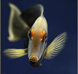 漂亮的魚圖片