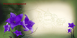 紫色牵牛花