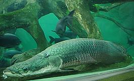 大魚圖片