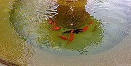 潭中紅魚圖片