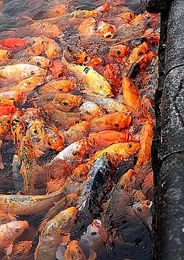 瘋狂的魚圖片