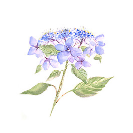 位圖 植物 寫意花卉 花朵 免費(fèi)素材
