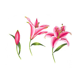 位圖 植物 寫(xiě)意花卉 花朵 百合 免費(fèi)素材
