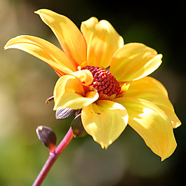 位圖 植物攝影 寫(xiě)實(shí)花卉 花朵 野花 免費(fèi)素材