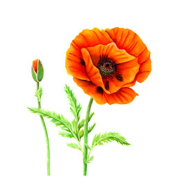位圖 植物 寫意花卉 花朵 免費(fèi)素材