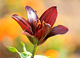 位圖 植物攝影 寫實(shí)花卉 花朵 百合 免費(fèi)素材