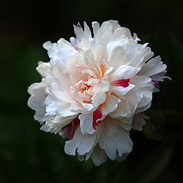 位图 植物摄影 写实花卉 花朵 牡丹 免费素材