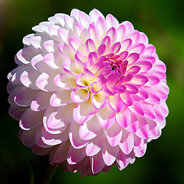 位圖 植物攝影 寫(xiě)實(shí)花卉 花朵 野花 免費(fèi)素材