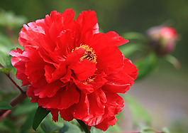 位圖 植物攝影 寫實花卉 花朵 牡丹 免費素材