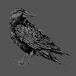 印花矢量圖 T恤圖案 動物 鳥 色彩 免費素材