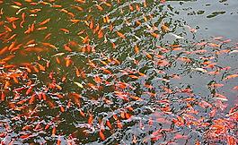 金魚滿塘圖片