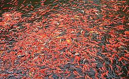 金魚滿塘圖片