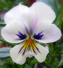 位圖 植物攝影 寫實(shí)花卉 花朵 數(shù)碼照片 免費(fèi)素材