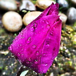 位圖 植物攝影 寫實(shí)花卉 花朵 數(shù)碼照片 免費(fèi)素材