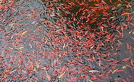 金魚滿塘圖片