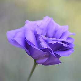 位圖 植物攝影 寫實花卉 花朵 數碼照片 免費素材