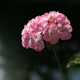 位圖 植物攝影 寫實(shí)花卉 花朵 繡球 免費(fèi)素材