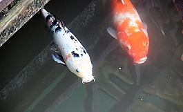 游魚 錦鯉圖片