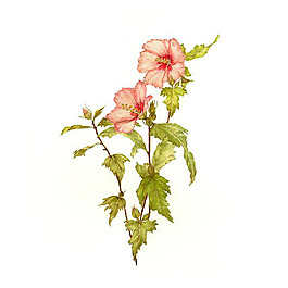 位圖 植物 寫(xiě)意花卉 花朵 牽?；?免費(fèi)素材